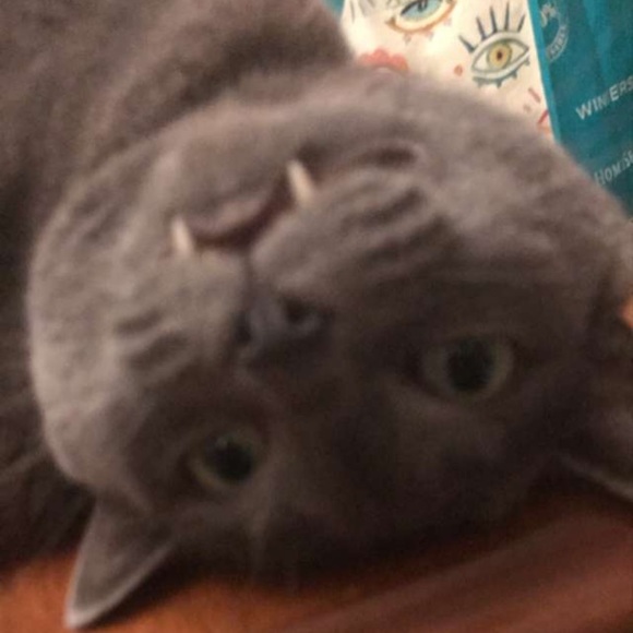 Meet your Posher, Colleen - Picture 1 of 1